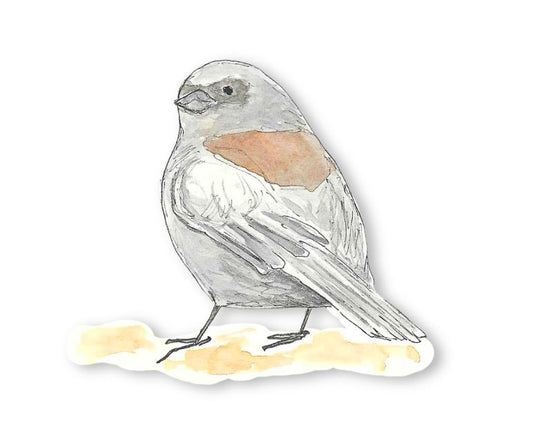 Backyard Birds