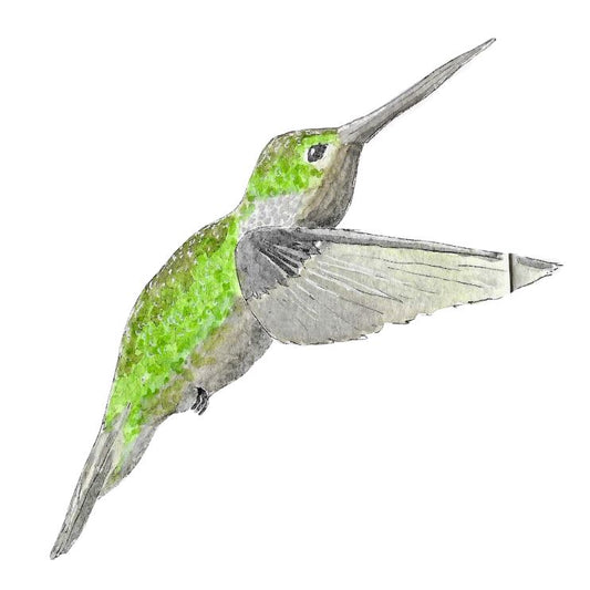 Hummingbird Times II