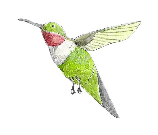 Hummingbird Times