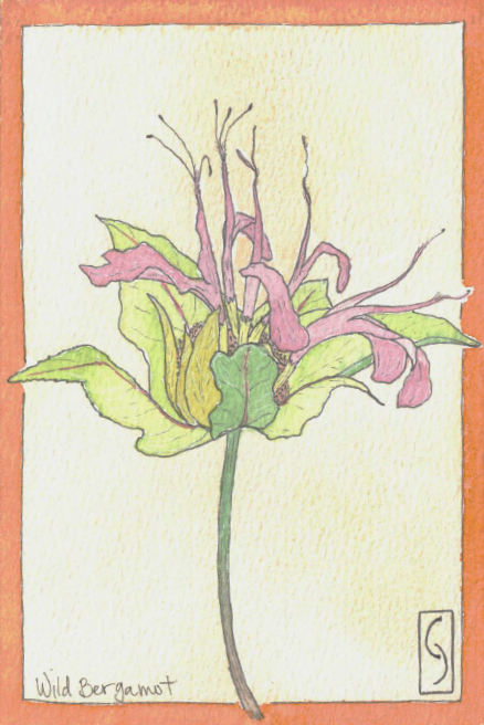 Wildflower Notecard