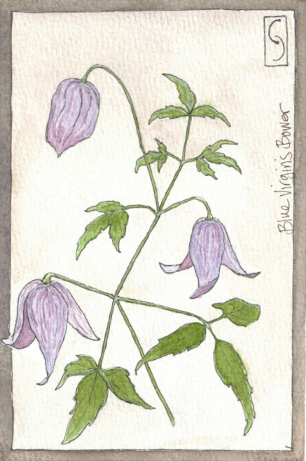 Wildflower Notecard