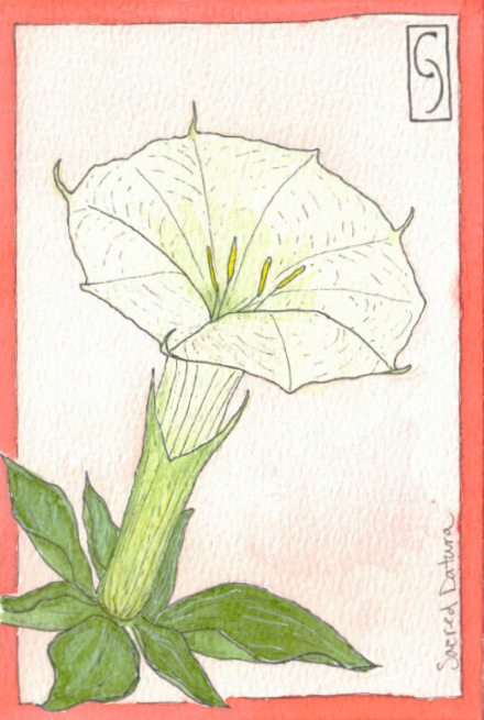 Wildflower Notecard