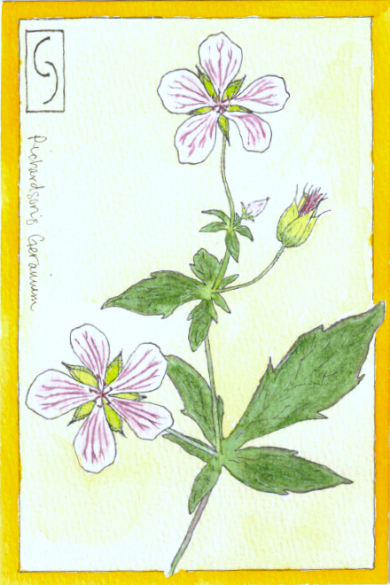 Wildflower Notecard