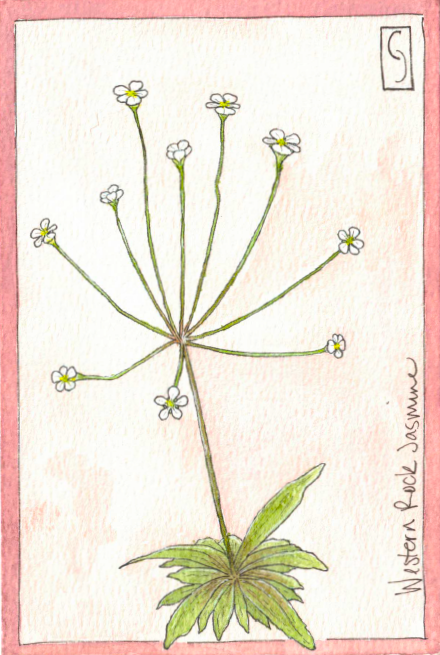 Wildflower Notecard