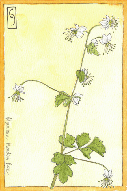 Wildflower Notecard