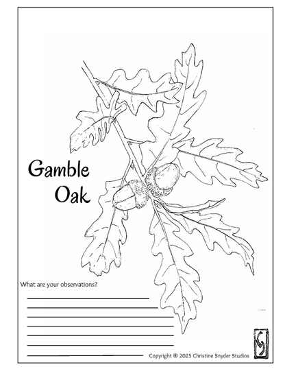 Intro to Nature Journaling - Ethnobotany Hike