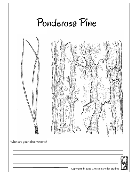 Intro to Nature Journaling - Ethnobotany Hike