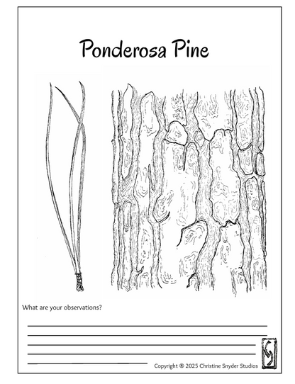 Intro to Nature Journaling - Ethnobotany Hike