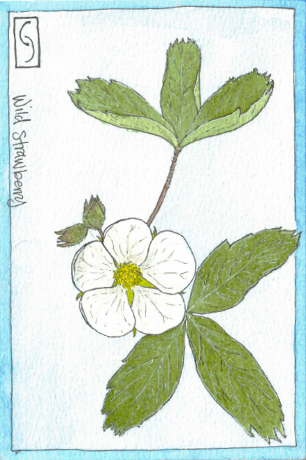 Wildflower Notecard